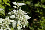 Clustered mountainmint